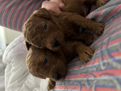 Toy poddle kore yavruları