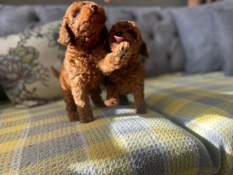 Tüy dökmeyen hipoalerjenik toy poodle