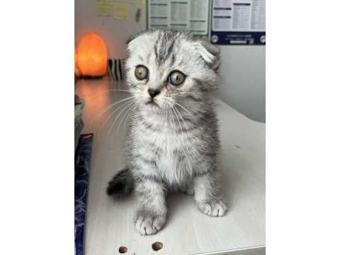 Yavru scottish fold