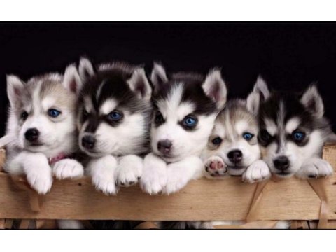 Kusursuz anatomi husky yavrularımız
