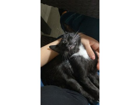 Ücretsiz 5 aylık kedimizi sahiplendiriyorum