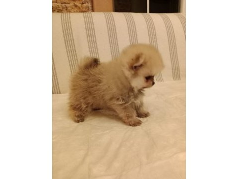 Ömürlük ırk garantili pomeranianlar