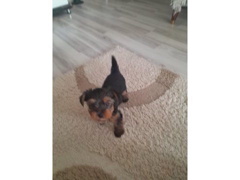 Yorkshire terrier