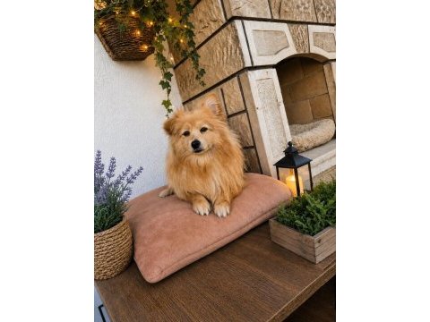 Pomeranian dişi 10 aylık