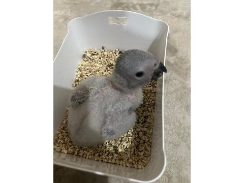 Jako papağanı bebekler