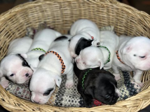 Standart renk dişi ve erkek fransız bulldog yavruları