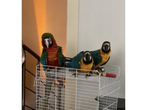 Mavi macaw papağanı eğitime açık