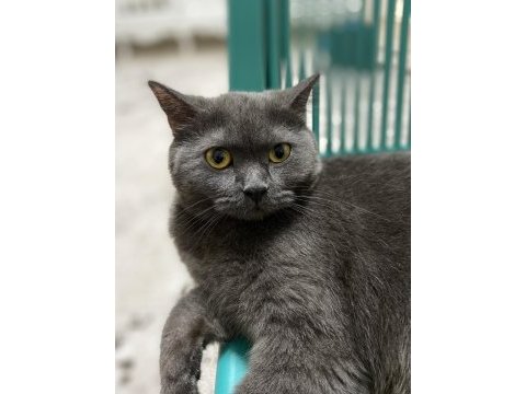 British shorthair kedimiz gümüş