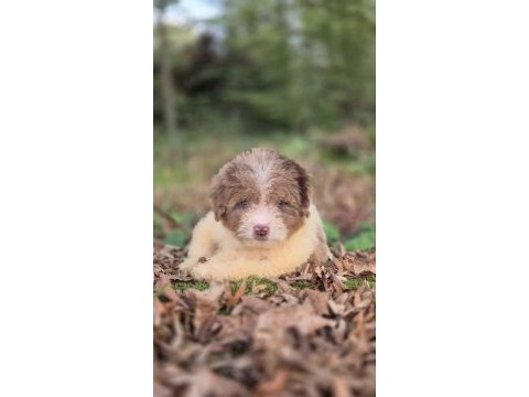Trde nadir irklardan mini ausieedoodle yavrumuz