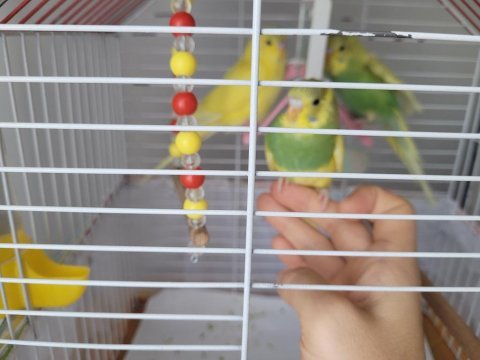 Yavru muhabbet kuşları ele alışkın