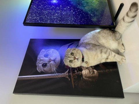 Erkek scottish fold kedisi