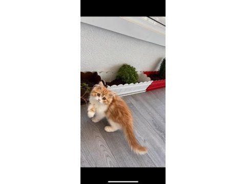 6 aylık akıllı uysal beyaz british shorthair kardeşler