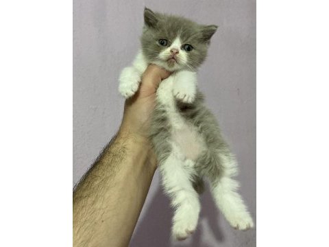 Bi color bebeklerimiz
