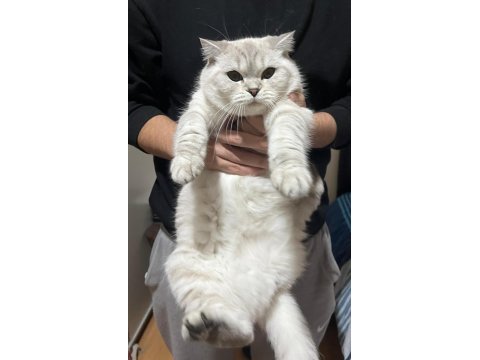 Dişi british shorthair