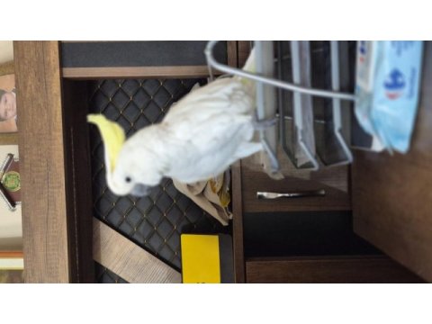 Evcil sülfür kakadu konuşur