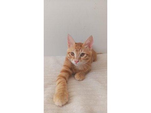3 aylık sarman kediler