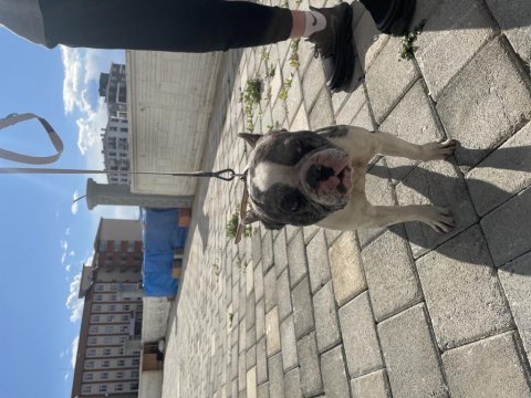 1.5 yaşında erkek french bulldog safkan merle aşılı