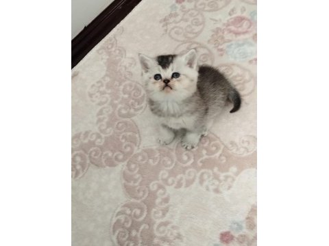 2 aydan küçük british shorthair yavrular