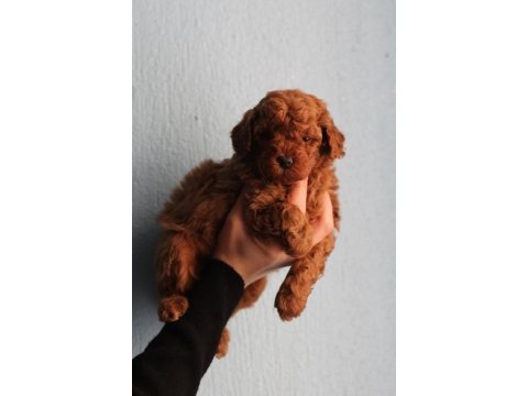 Toy poodle yavrular