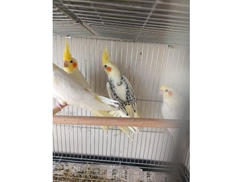 55 60 günlük ele alışkın sultan papağanı bebekler