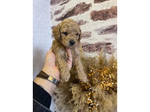 Toy poodle yavrularımız