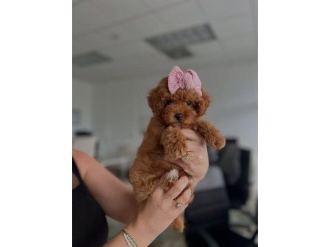Kore poodle yavrular