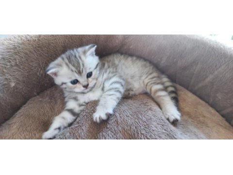 British shorthair 2 aylık dişi sağlıklı