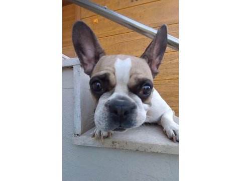 Fransız bulldog kızım