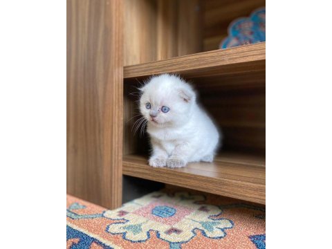 A kalite scottish fold blue point