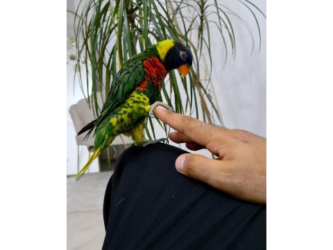 1 yaş genç fırlama gökkuşağı lori