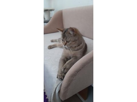 British shorthair evcilmen yavrumuz