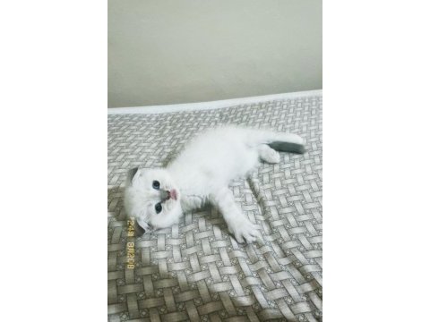 Safkan maviş scottish fold kızım