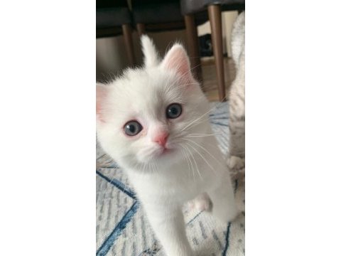 British longhair dişi ve british shorthair dişi