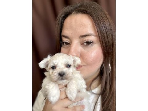 Safkan maltese yavru yeni ailesini bekliyor