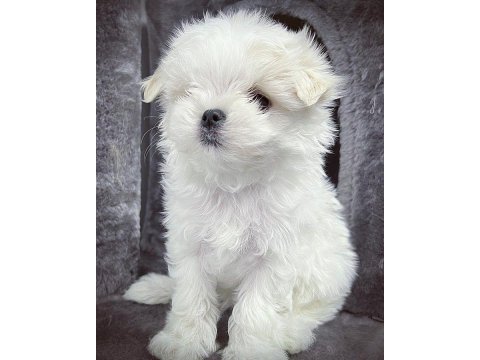 1.250 gram morkie