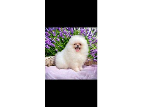 Pomeranian boo teacup