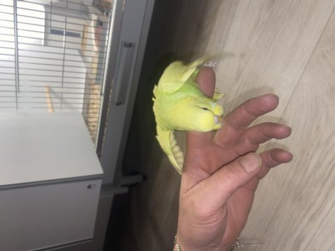Yavru ele gelen güzel renkli muhabbet kuşu