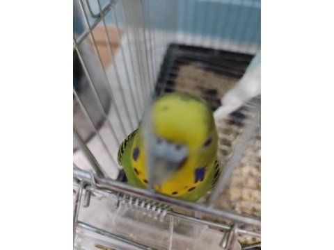 Muhabbet kuşu