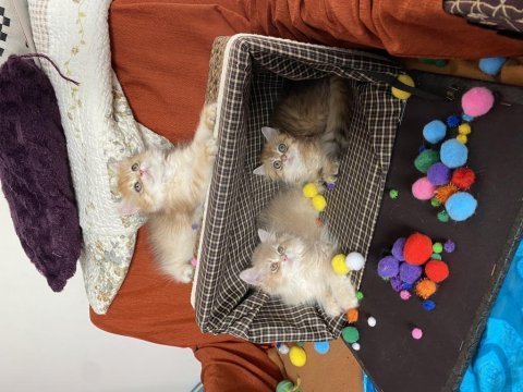 British longhair pamuk şekerler