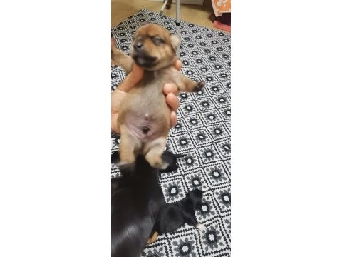 Minyatür pinscher