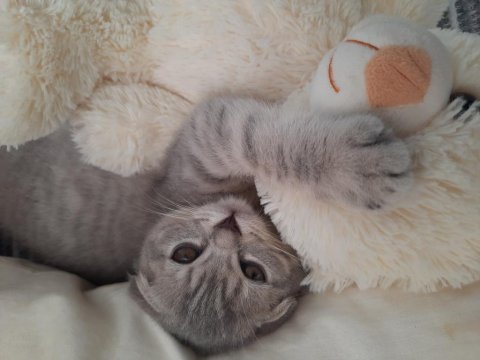 Bursa yavru british shorthair