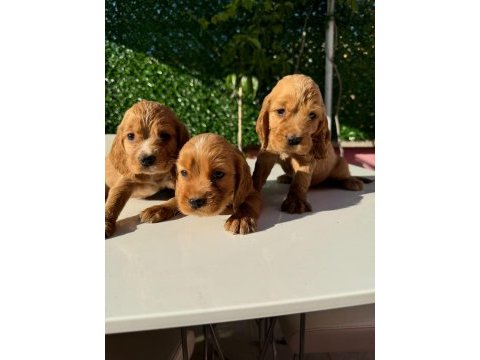 Ultra kalite orijinal american cocker bebeklerimiz