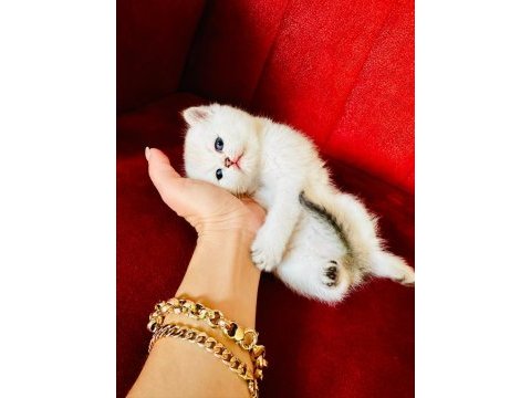 British shorthair scottish