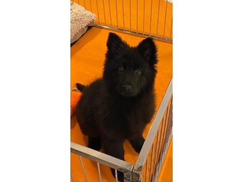 Solid black alman çoban köpeği yavruları