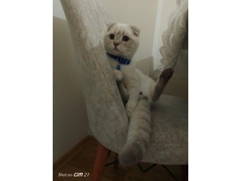 Scottish fold blue point