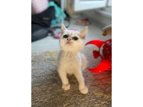 Kırıkkale içi british shorthair kedilerim