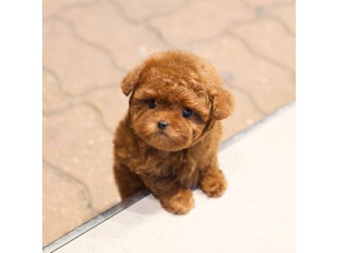 Cana yakın kore toy poodle bebeklerımız