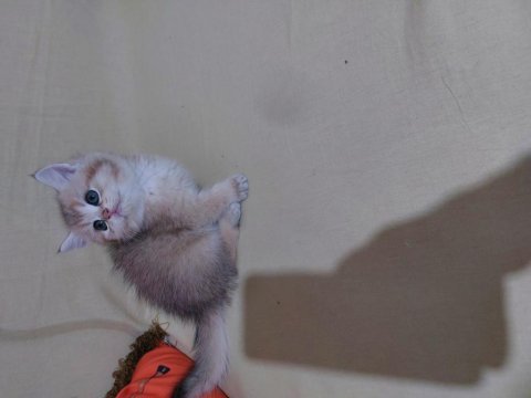Safkan british shorthair ny 11