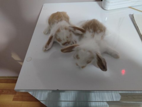 Hollanda teddy lop tavşan