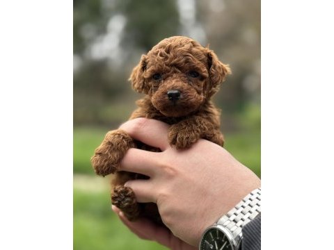 Kore teacup poodle yavrularımız yeni yuvasına hazır